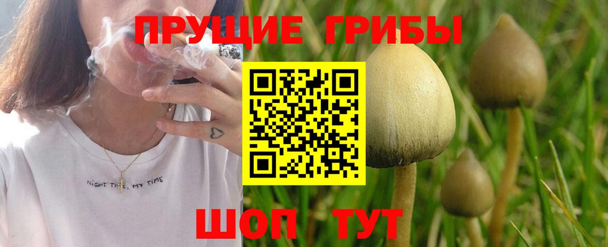 Псилоцибиновые грибы Psilocybe  Вход с VPN  наркота  Родники 
